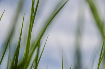 Grass stalks against a blurry sky. Abstract image.