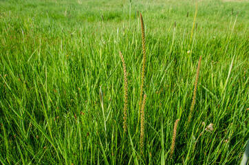 Plantain peduncles against a background of thick green grass.