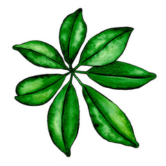 tropicTropical leaf watercolor illustration. Floral print.al leaf. Isolated clipart element on white background.