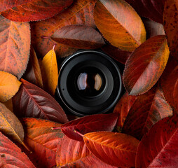 Hidden camera lens looking through colorful faded leaves. Colorful autumn background.