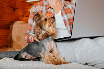 Beautiful cute dog sitting with woman working on laptop at home. Close-up of purebred Yorkshire terrier pet and its owner. Animal theme