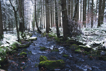 forest in winter