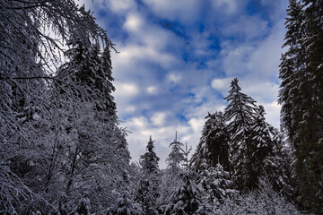 trees in the snow