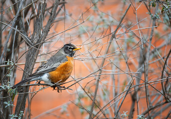 American robin (Turdus migratorius) in backyard bushes, looking for berries before freezing winter storm in North Texas.