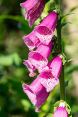 The stem of a blooming tall foxglove with pink inflorescences close-up.  © Ludmila