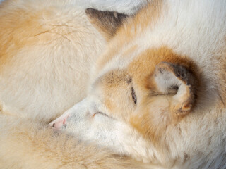 Sled dogs in town. Winter in Ilulissat on the shore of Disko Bay. Greenland, Denmark