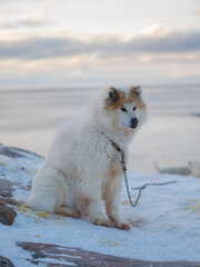 Sled dogs in town. Winter in Ilulissat on the shore of Disko Bay. Greenland, Denmark