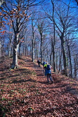 Group of senior people hiking through the forest in autumn