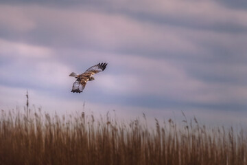 Western Marsh-harrier  flies in their natural environment,Circus aeruginosus 