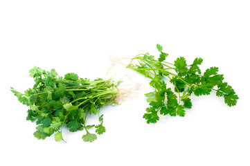 Coriandrum sativum isolated on white background.Vegetables for flavoring food.