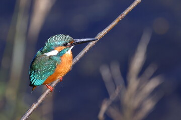 枝につかまりたたずむカワセミ