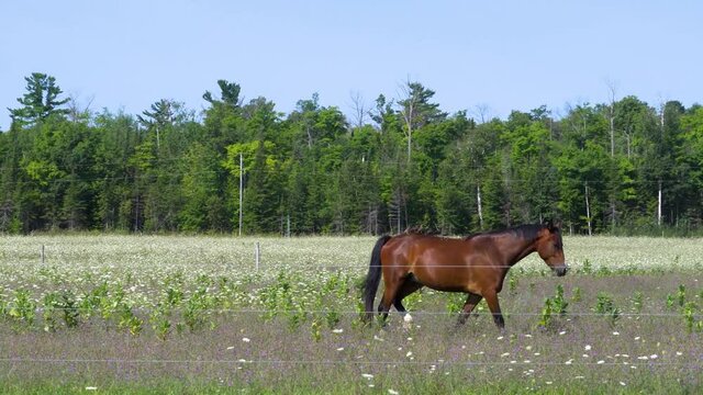 Brown horse walking in coral; birds fly and alight on the horse's back; the horse walks with the birds on his back--green grass trees northern Michigan. 301