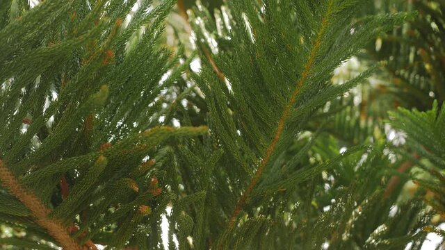 Fluffy branches of an evergreen plant. The sun rays of the setting sun shine through the fluffy branches of the Araucaria.