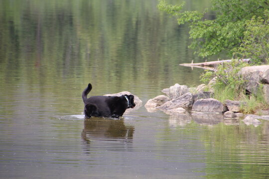 Dog In The Lake, Jasper National Park, Alberta