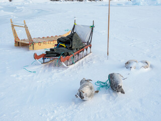 Hunted seals. The traditional and remote Greenlandic Inuit village Kullorsuaq, Melville Bay, Greenland, Danish territory © Danita Delimont