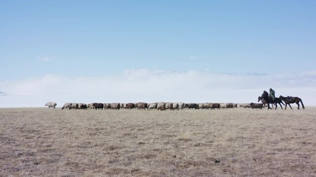 Kazakh herder tending sheep in the grasslands of Xinjiang. Sayram (Sailimu) lake and Tian Shan mountain.
