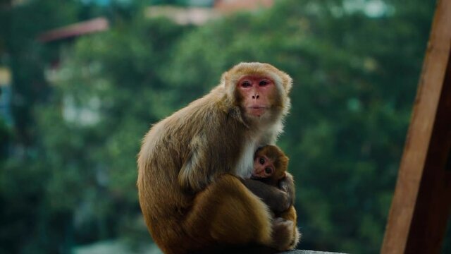 cute mother monkey and baby in slowmotion