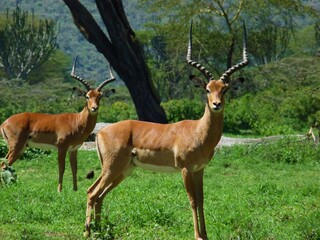 Naklejka na ściany i meble Impala or Aepyceros melampus in Kenya