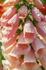 Foxglove © Danita Delimont