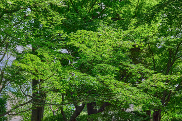Forest