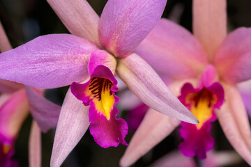 Dendrobium Orchid - obrazy, fototapety, plakaty
