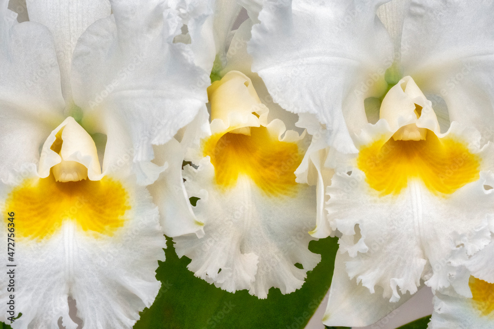 Sticker cattleya orchid