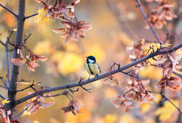 bird tit sits in an autumn park among bright foliage and seeds maple
