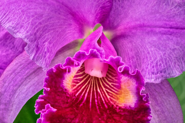 Cattleya orchid - obrazy, fototapety, plakaty