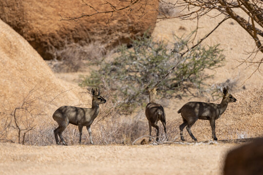 Ein Klippspringer Bock mit zwei Weibchen an der Spitzkoppe zwischen Felsen