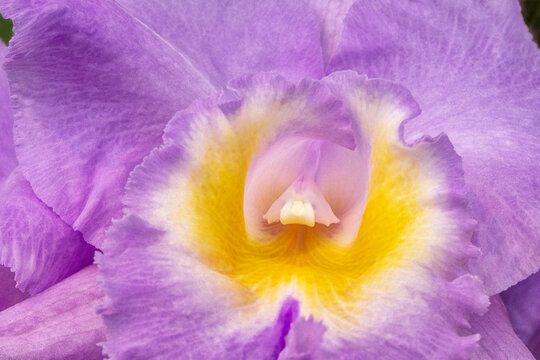 Labellum Color รูปภาพLabellum – เลือกดูภาพถ่ายสต็อก เวกเตอร์ และวิดีโอ1,290 | Adobe Stock