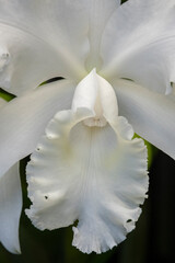 Fototapeta na wymiar Cattleya orchid