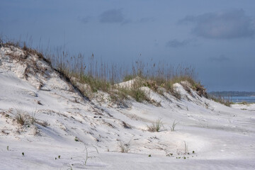 Beach dunes, New Smyrna Beach, Florida