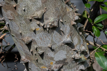 Bark on a Hercules Club tree, Florida