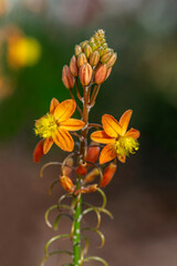 Bulbine frutescens
