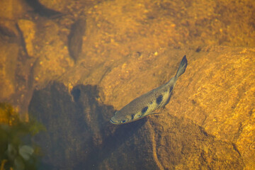 Fototapeta premium Australian Archer fish in the rusty coloured water