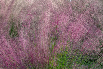 Pink Muhly Grass