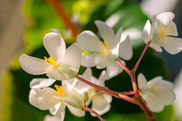 Begonia