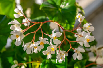 Begonia