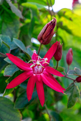 Fototapeta premium Red Passionflower
