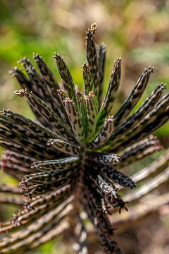 Chandelier Plant" Images  Browse 431 Stock Photos, Vectors, and Video |  Adobe Stock