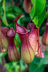 Pitcher Plant