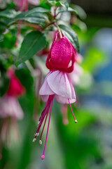 Fuchsia plant