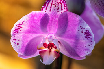 Fototapeta na wymiar Moon Orchid