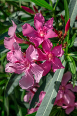 Pink Oleander