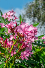 Pink Oleander