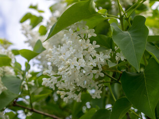 white lilac close up