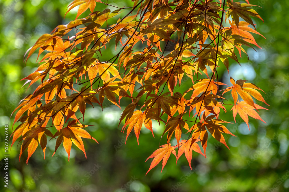 Sticker Japanese Maple leaves