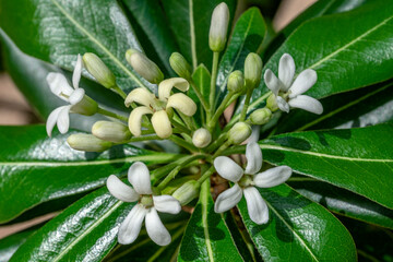 Obraz premium Mock orange shrub