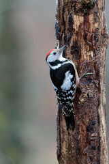 Middle spotted Woodpecker Dendrocopos medius climbing on dead trunk