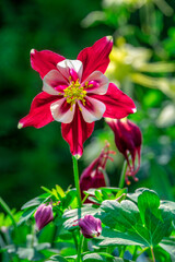 Obraz premium Sierra columbine